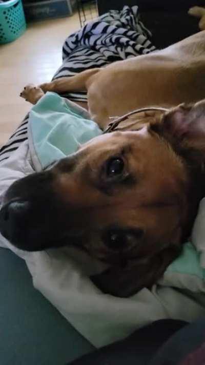 Whining for pets (pets at the end)