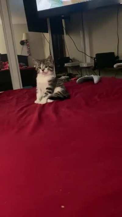 Today, Pablo is less guilty. Instead of shredding the toilet paper, she cleared off my nightstands and brought cat litter up on the bed. I love the smol bean