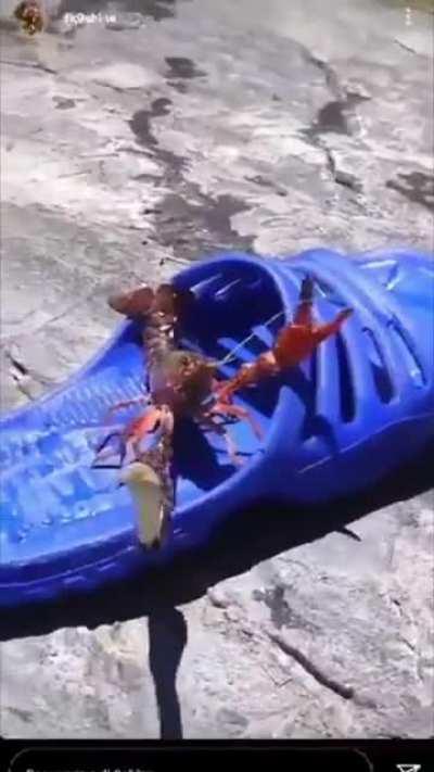 Cangrejo fumon 🦞🚬