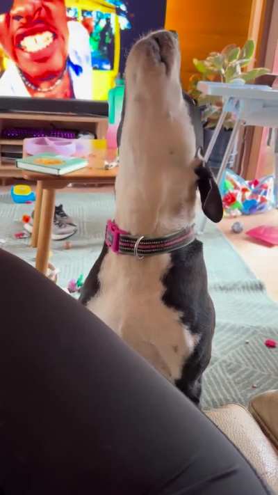 Who let the dogs out? 😂