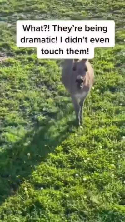 Best thing I found on internet today