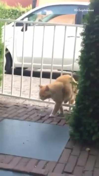 Chaotic Fence Attack