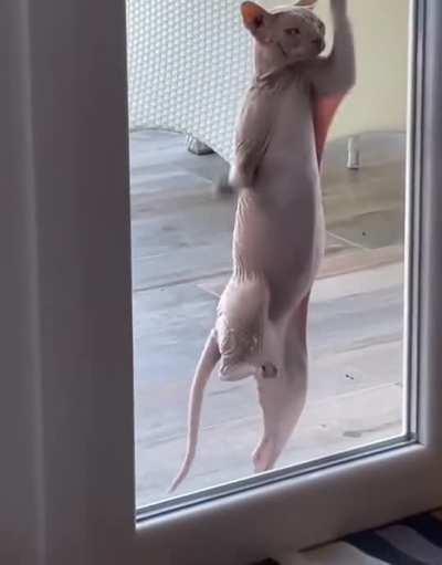 Raw chicken trying to escape