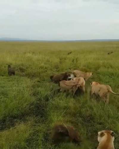 Pack of Hyenas chose the wrong day to hunt a Lion