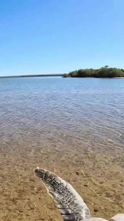 Man saves a turtle outcast from the water