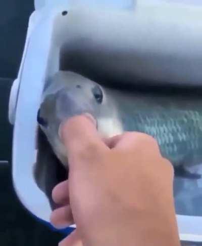 You know if it didn't bite him he would've fucked it