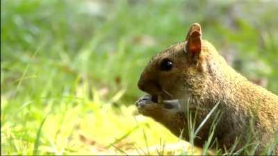 The year 1993 in HD at New York City (DVHS Demo Tape)