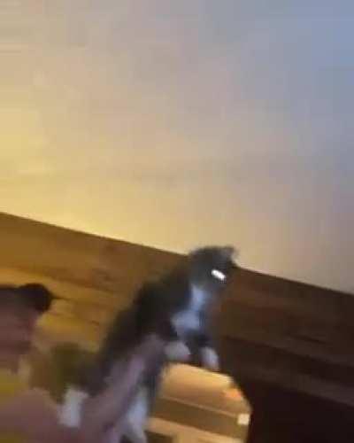 They’re using their cat as a WEAPON against bugs...