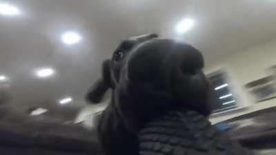 Praise this camera dog