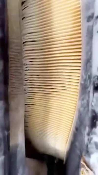 WHY ARE THERE TEETH SO SCARY I know they cant really eat things but still W H Y