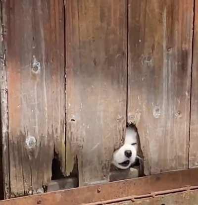 Tiny doggo trying hard to protect his household