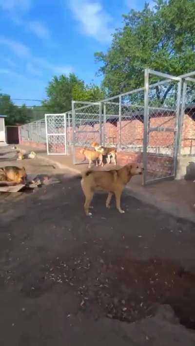 The paw on the throat... What an alpha!