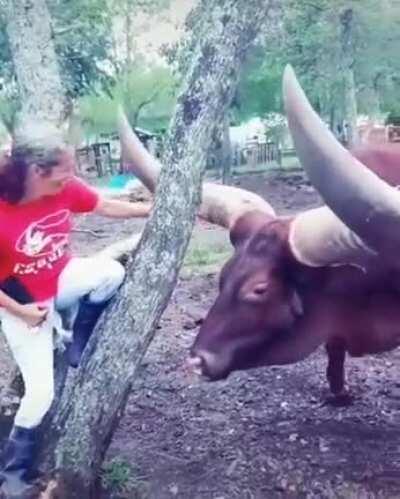 Pet with largest horns in the world.