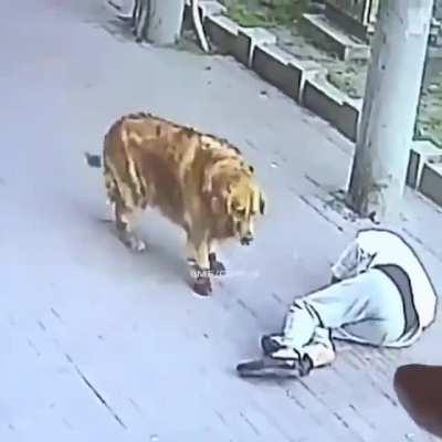 a cat falling on man's head and a dog in shoes controls the man
