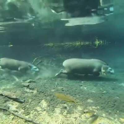Tapirs running underwater in the Prata River, Brazil