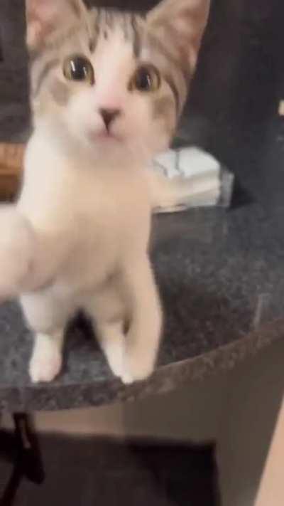 Cat.