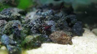 Love watching White Socks grazing 😍