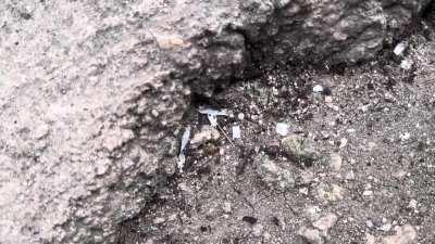 perfect toes vs ants