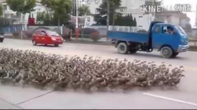 Subaru's horde (watch with audio)