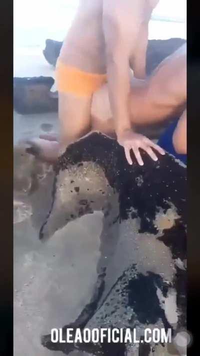 Beach Creamery [Not OC]