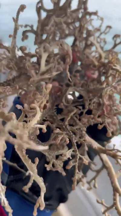 A basket star