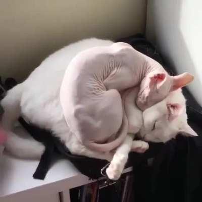 Cat on cat is the best stuff on cat!