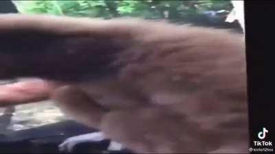 Traduz ai mu? Qui? Nha?