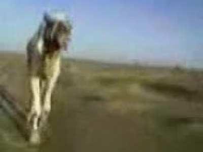 Funny camel video