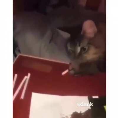 When the catnip doesn't work anymore