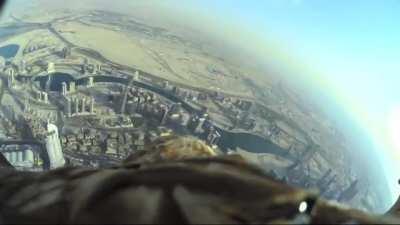 This eagle was released from the top of Dubai's Burj Khalifa (the world's tallest building at 160 storeys and 828m in height) with a camera installed on its back in order to search for its trainer who was exactly 10 blocks away. The result was a beautiful