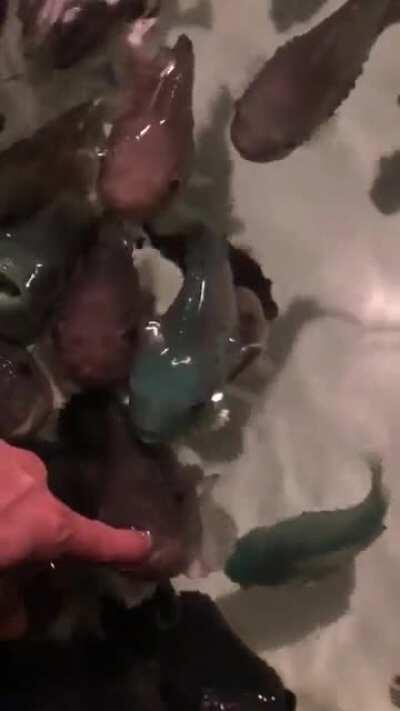 Lumpy bois are hungry, not feeding time yet but have a nibble of my finger