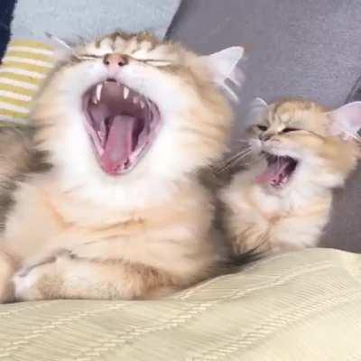 Copycat yawning