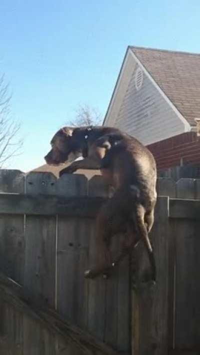 A dog attempts to climb a fence but realizes it's harder than it looks - the cat must have made it look easy .
