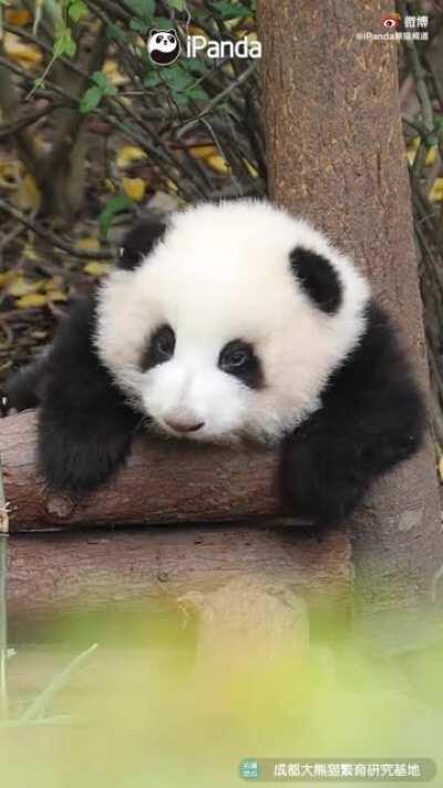 A panda a day keeps the sorrow away