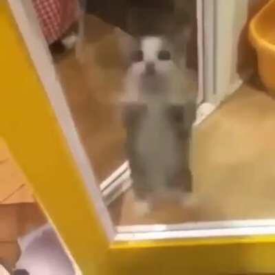 Cat Cat Cat Cat Cat 🐈