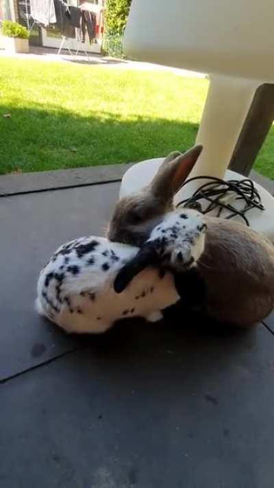 My bunnies giving eachother vigorous licks