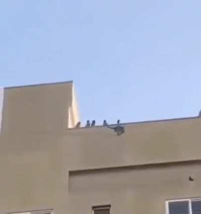 Special ops monke ready to go