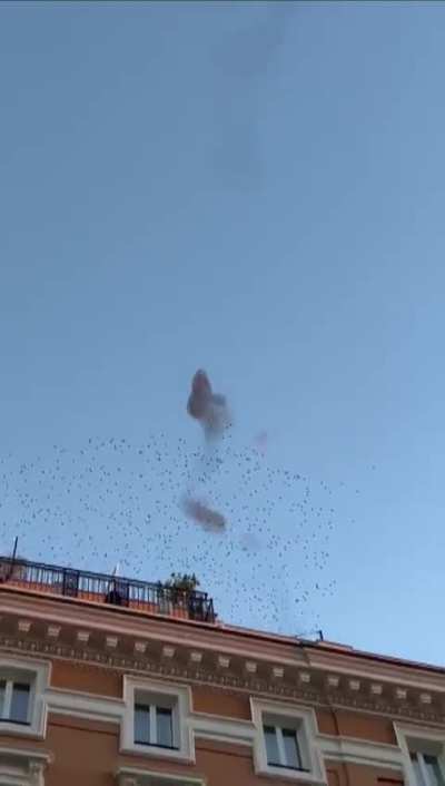 Irridecent birds over Rome reflecting sunset