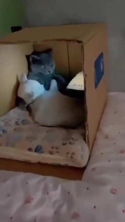 Living the dream how’s your life going?