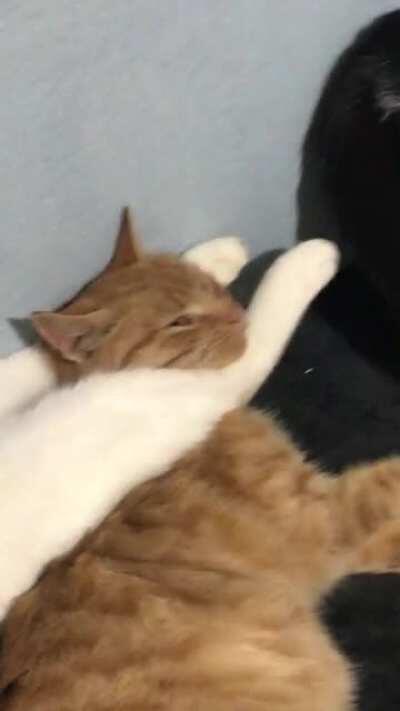 This is my life meow ✨2020