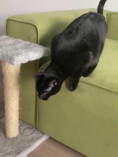 I think I have a cat-dog