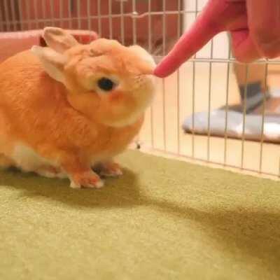 Wholesome Bunny 🥰