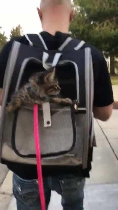 Babies go for a walk!