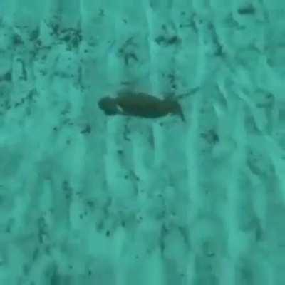 The chances of being killed by a crab are low, but never cero