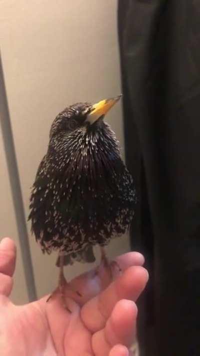 The YELLOW BEAK MADNESS (aka breeding season) has Jabber feeling especially loquacious...