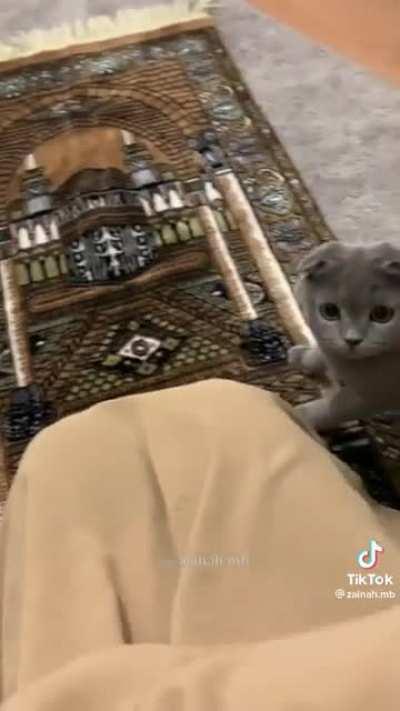 Islamophobic cat commits hate crime (Not OC)