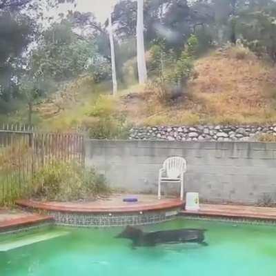 Getting to be pool weather in SoCal...