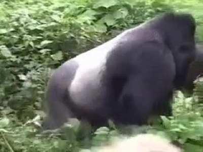 Wcgw when photographing a silverback?