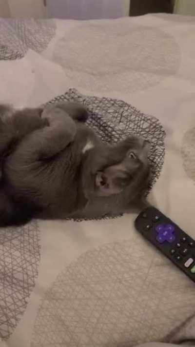 Rolling to Get Cuddles