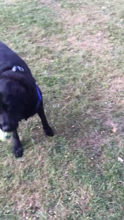 Does anyone else’s pooch do this with tennis balls?